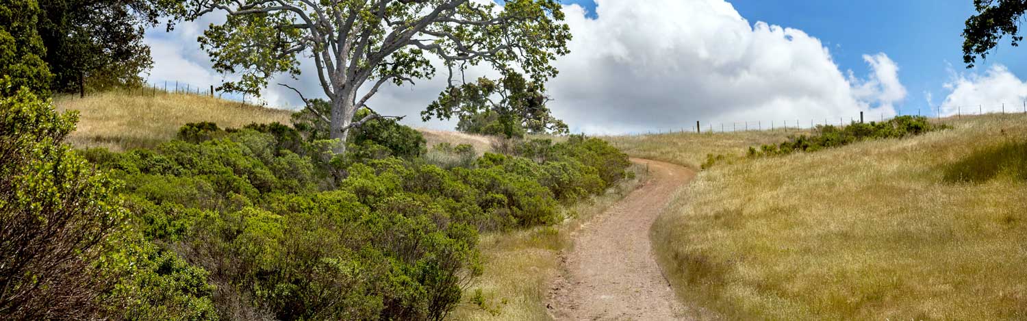 Unpaved road winding up a hill with a beautiful oak tree