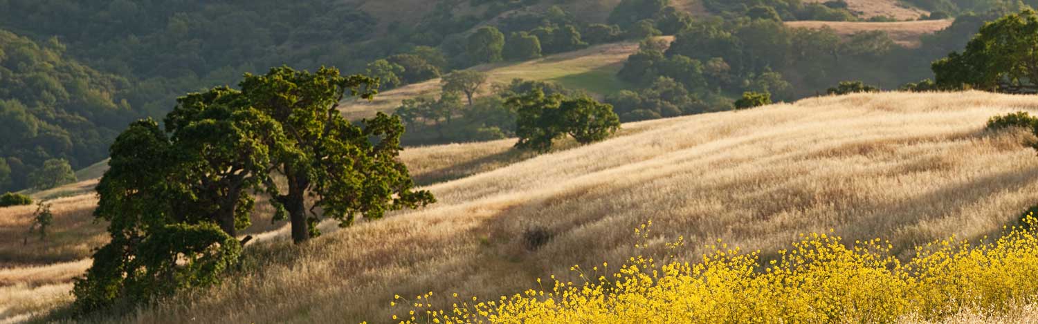Oak on a sunny hillside