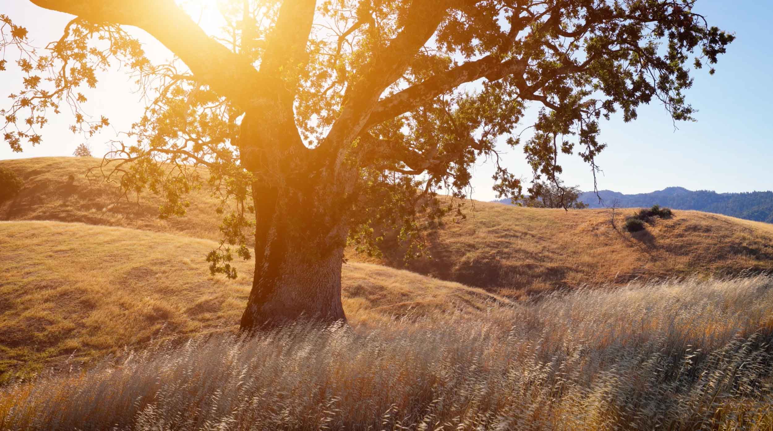 Oak in the Sonoma County golden hills of summer with the sun shining though